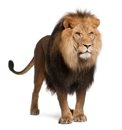 Lion of Judah, what does Judah mean in Hebrew