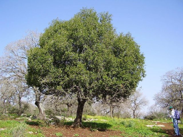 Under the Oak and Terebinth Trees