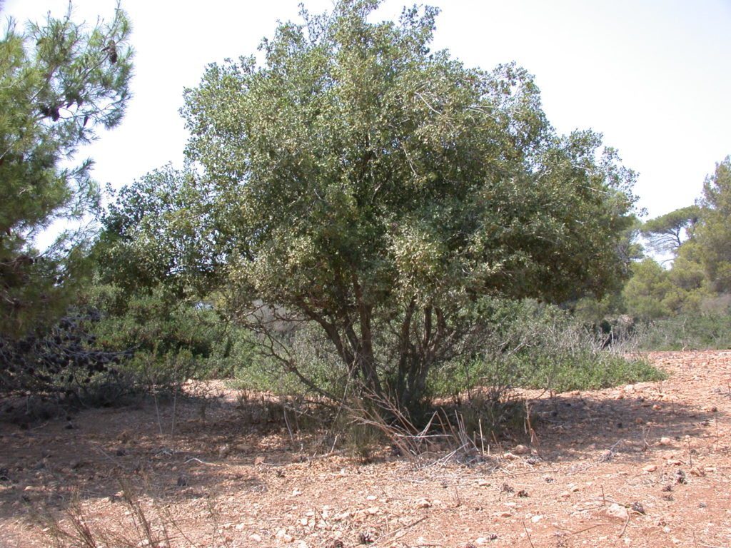 Quercus_calliprinos_tree_1