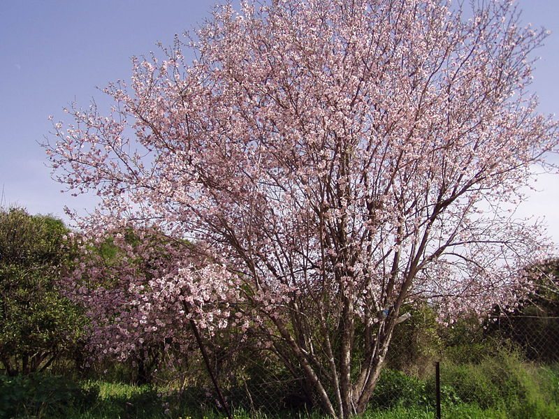 800px-Prunus_dulcis_2004