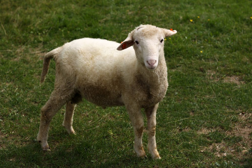 PASSOVER REFLECTIONS: THE LAMB (II)